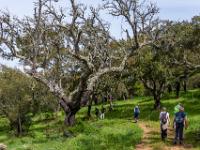 Wandern durch malerischen Korkeichenwald